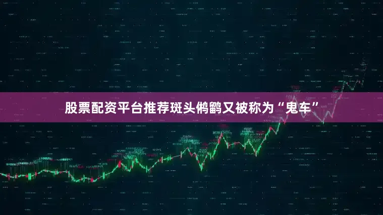 股票配资平台推荐斑头鸺鹠又被称为“鬼车”